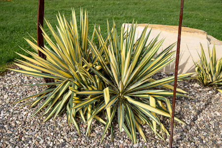 Yucca ‘Color Guard’ C2, perenă ornamentală [4]