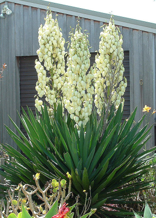 Plante decorative prin frunze - Yucca filamentosa C3, plantă perenă ornamentală