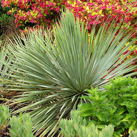 Plante decorative prin frunze - Yucca filamentosa G17, plantă perenă ornamentală