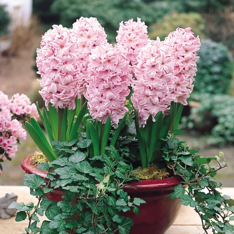 Plante Perene - Zambila Atlantic 2 – ghiveci diametru 11cm