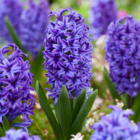 Plante Perene - Zambila Blue Jacket 1 – ghiveci P8P