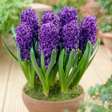 Plante decorative prin floare - Zambila Blue Pearl 2, în ghiveci P11