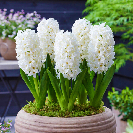 Bulbi - Zambila Carnegie 1, în ghiveci de 11 cm