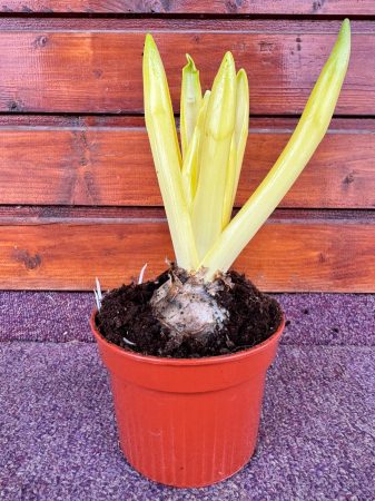 Zambila Splendid Cornelia 3 – ghiveci P11 [1]