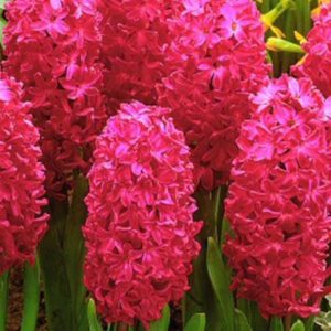 Plante Perene - Zambila Splendid Cornelia 3 – ghiveci P11