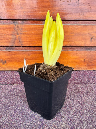 Zambila White Pearl 2 – ghiveci P8P [1]