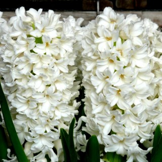 Plante Perene - Zambila White Pearl 3 – ghiveci P8P