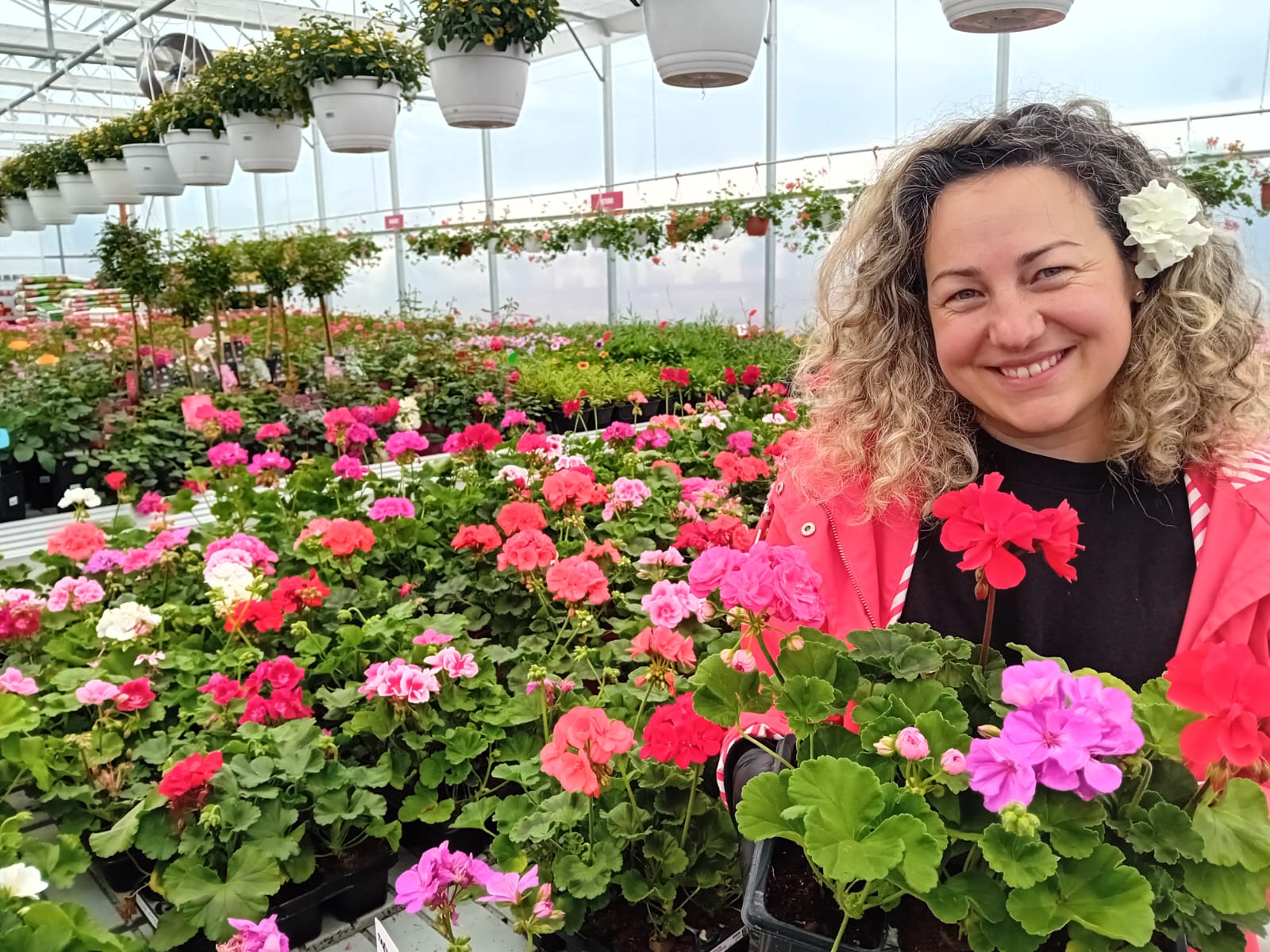 Ghid practic cu sfaturi esențiale de îngrijire pentru mușcate (Pelargonium) – fie că sunt curgătoare sau drepte: