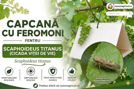 Produse - Capcană cu Feromoni pentru Cicada Viței de Vie (Scaphoideus titanus)
