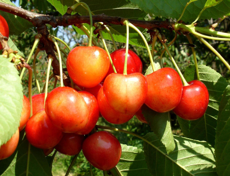 Pomi fructiferi - Cireș Boambe de Cotnari