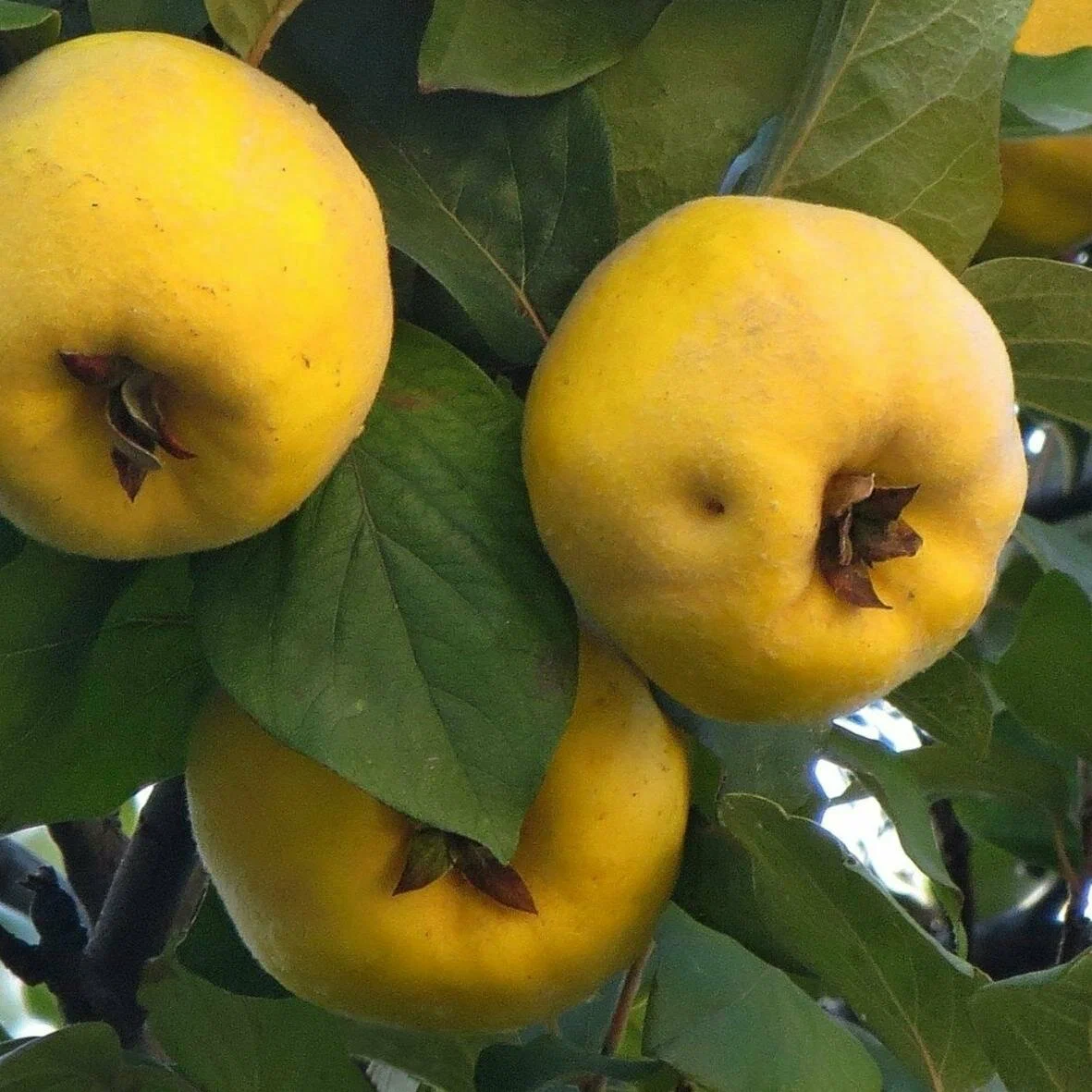 Gutui - Gutui auriu