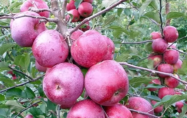 Pomi fructiferi - Măr Florina