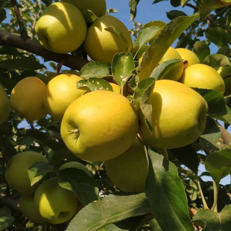 Pomi fructiferi - Măr Golden