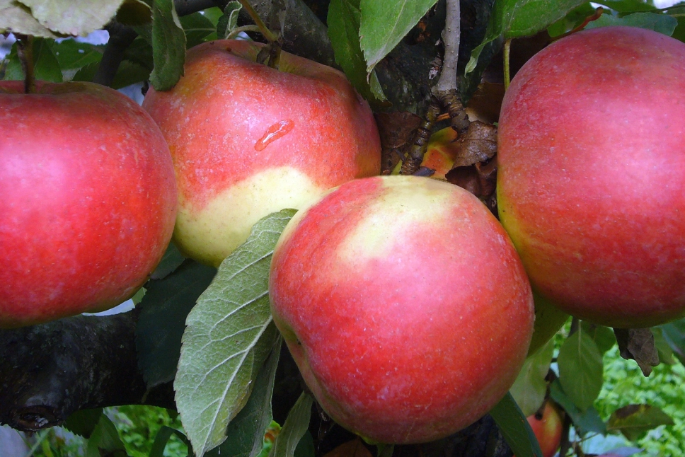 Pomi fructiferi - Măr Idared