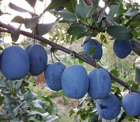 Pomi fructiferi - Prun CACANSKA LEPOTICA