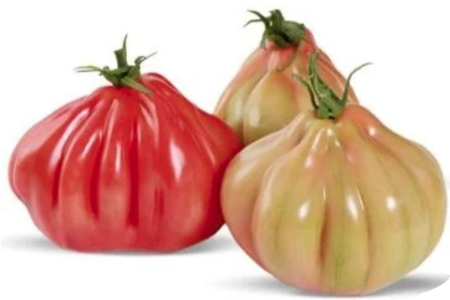 Legume-Meridiem Seeds - BARBIERI