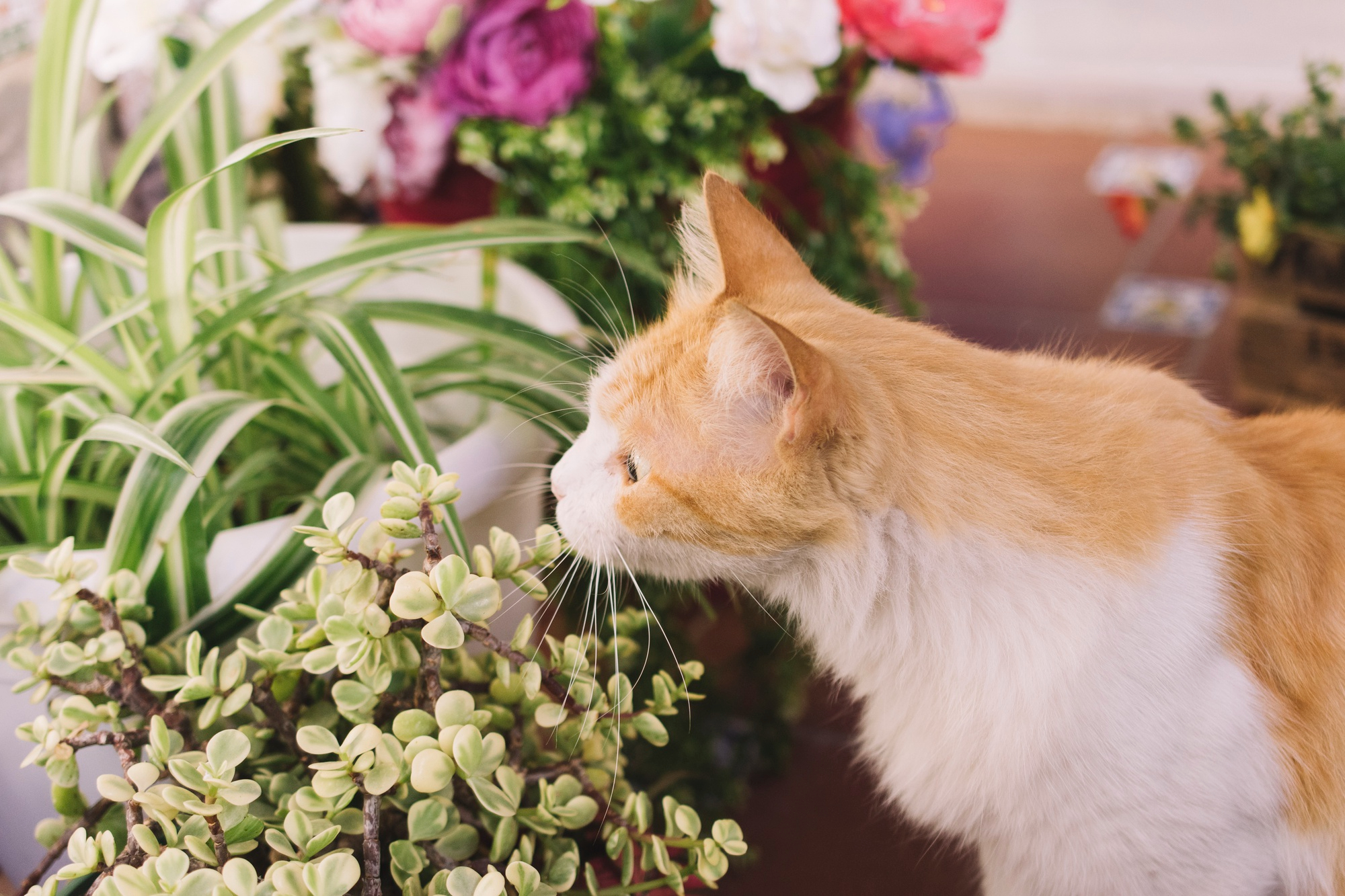 Plante de apartament toxice pentru pisici: cum iti protejezi felina