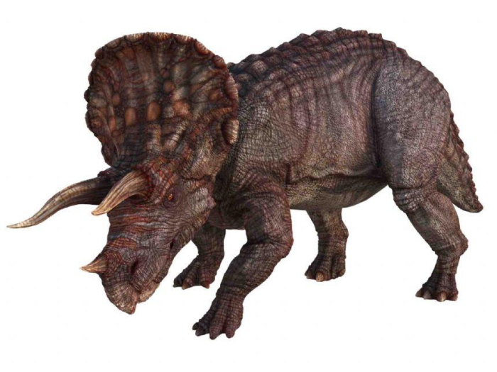 Diapozitive - Dinozauri [5]