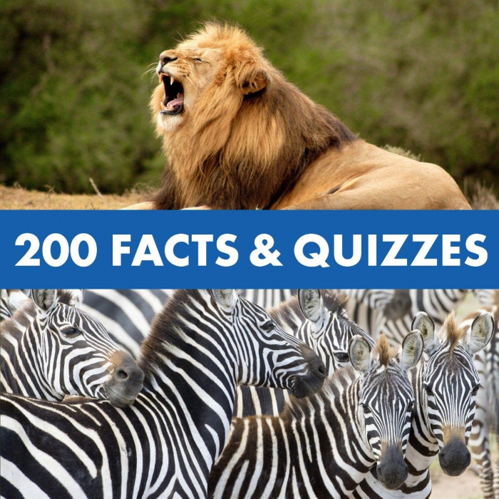 GeoSafari - Camera vorbitoare [11]