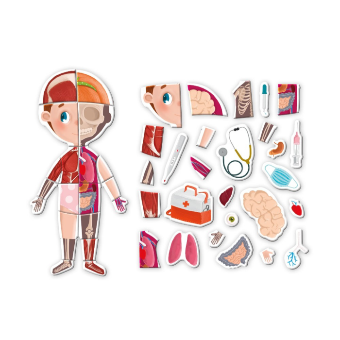 Joc magnetic - Descopera corpul uman [1]