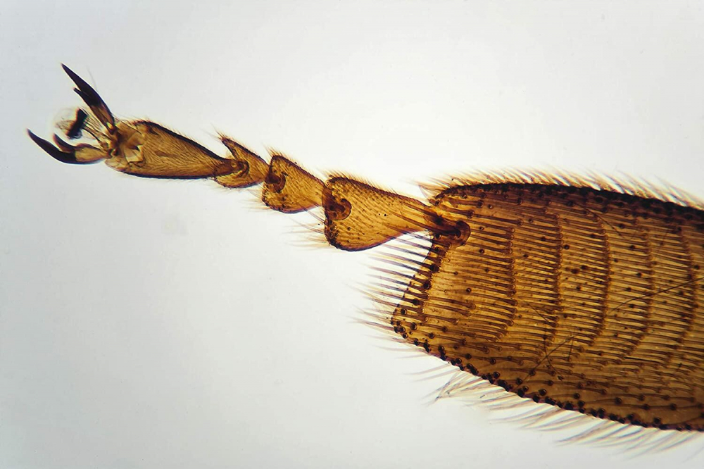 Microscop portabil cu LED [6]