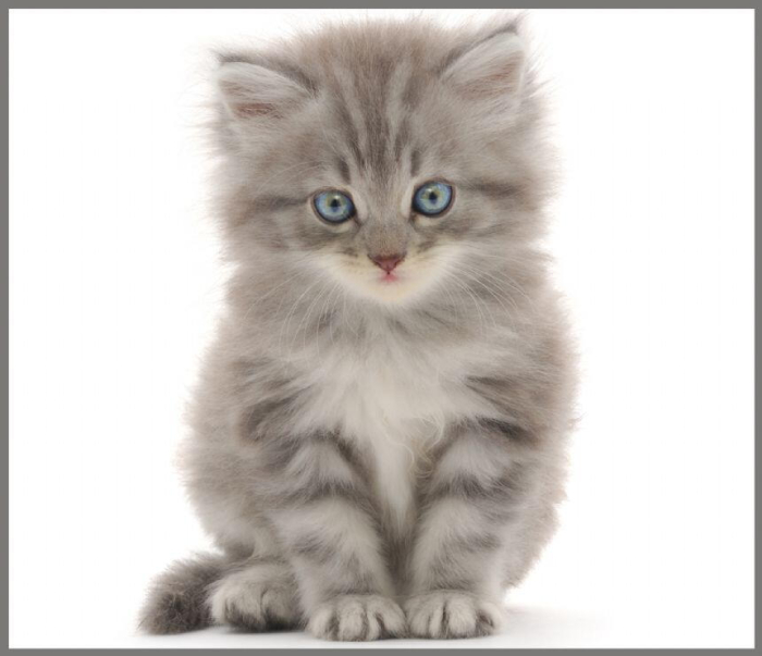 Proiector tip lanterna - Animalute dragalase [6]