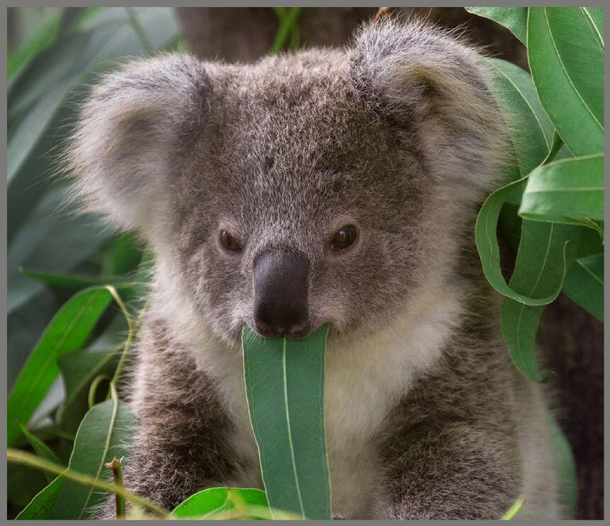 Proiector tip lanterna - Animalute dragalase [11]