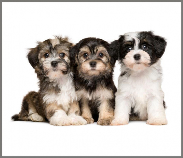 Proiector tip lanterna - Animalute dragalase [5]