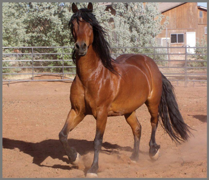 Proiector tip lanterna - Caluti [9]