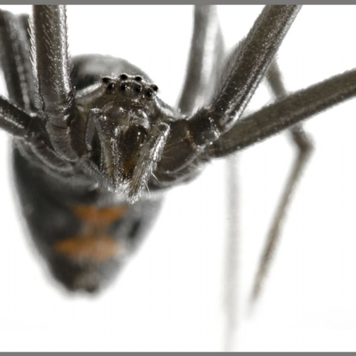 Proiector tip lanterna - Cele mai periculoase animale [10]