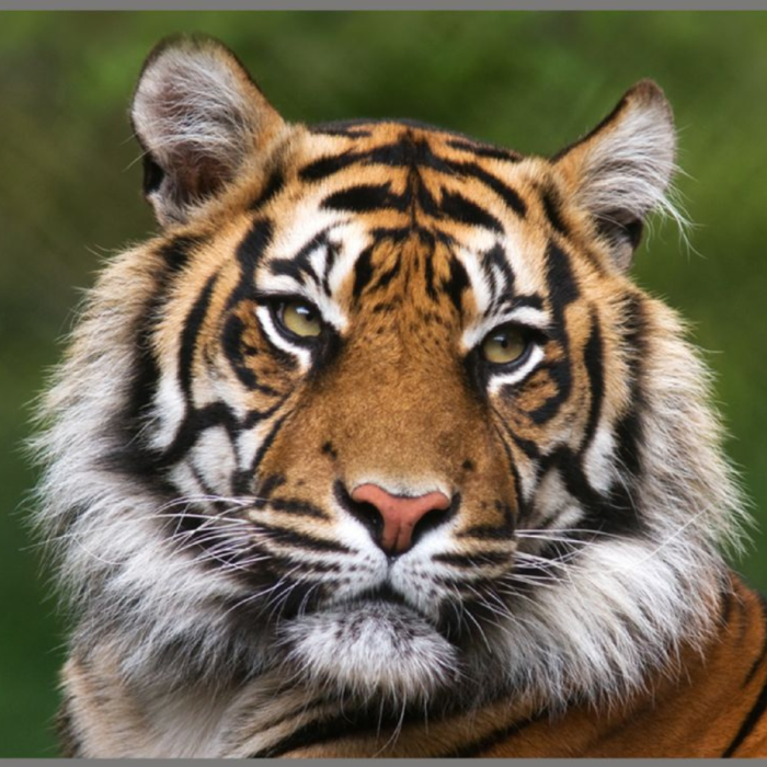 Proiector tip lanterna - Cele mai periculoase animale [6]