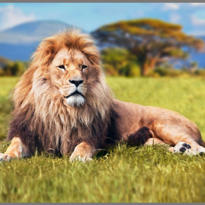 Proiector tip lanterna - Cele mai periculoase animale [5]