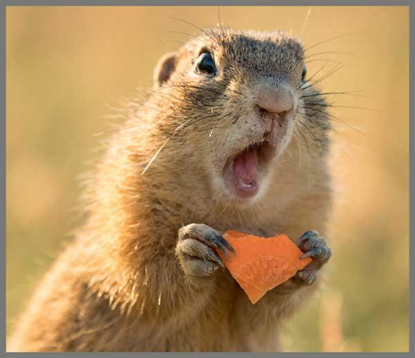 Proiector tip lanterna - Distractie cu animalute [3]