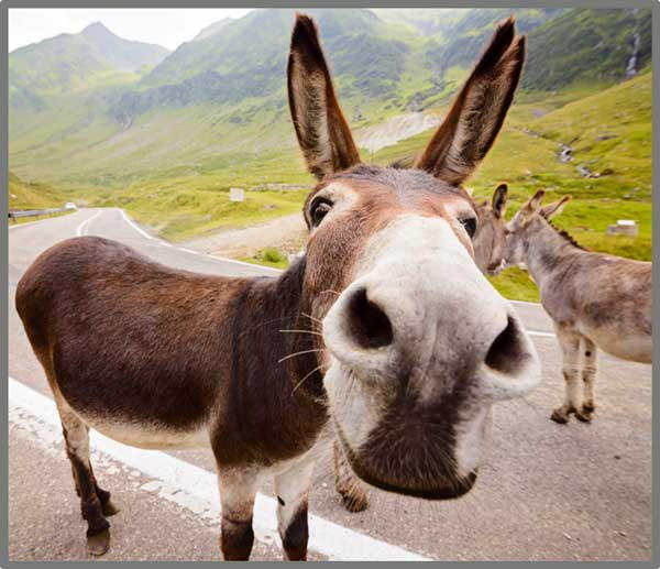 Proiector tip lanterna - Distractie cu animalute [7]