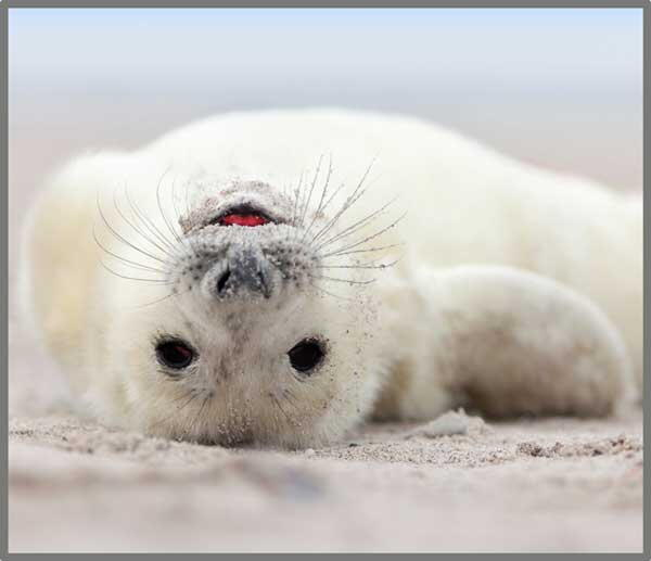 Proiector tip lanterna - Distractie cu animalute [5]