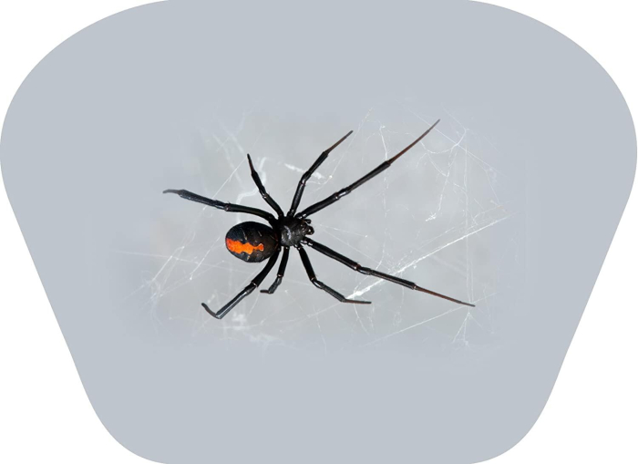 Proiector tip lanterna - Insecte [11]