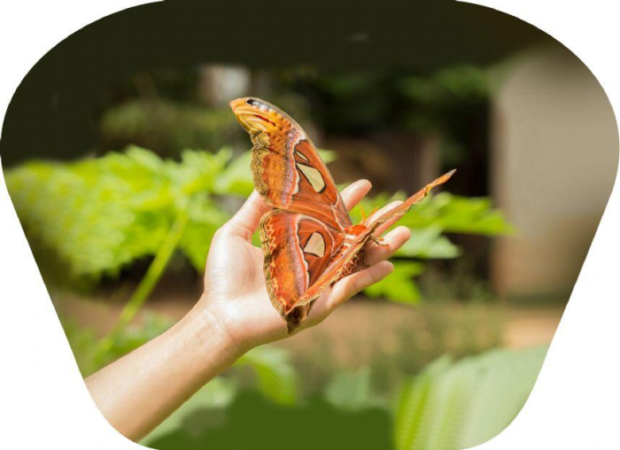 Proiector tip lanterna - Insecte [8]