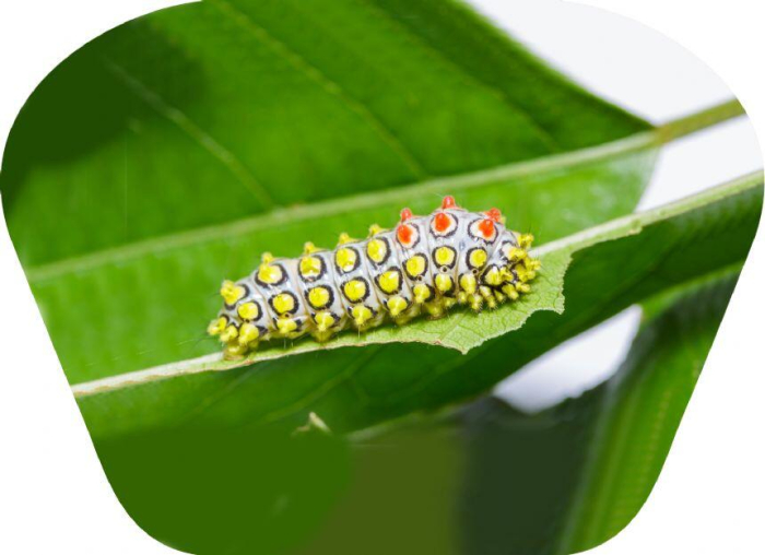 Proiector tip lanterna - Insecte [7]