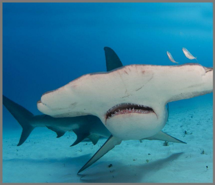 Proiector tip lanterna - Rechini [5]