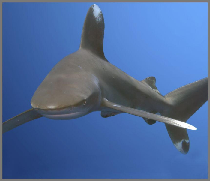 Proiector tip lanterna - Rechini periculosi [10]