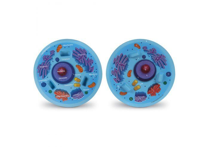 Sectiunea celulei animale [2]