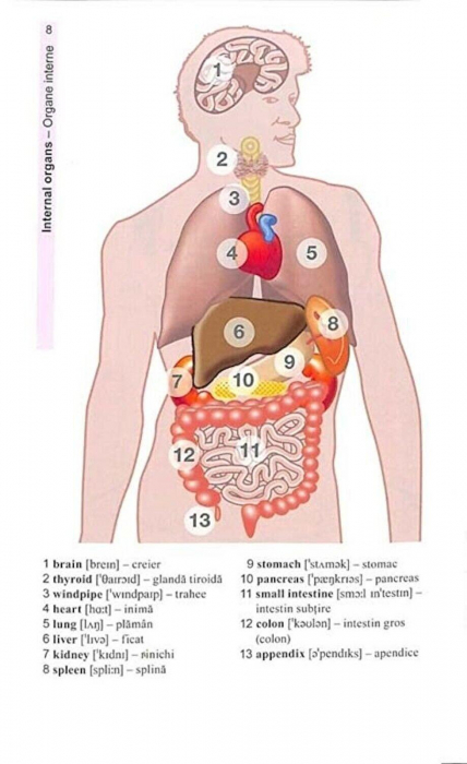 Vocabularul de baza in imagini - Limba engleza [9]