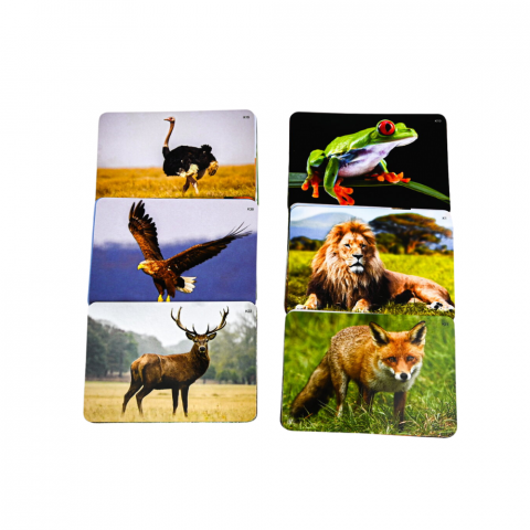 Joc lingvistic Learning Cube® - Arca lui Noe [2]