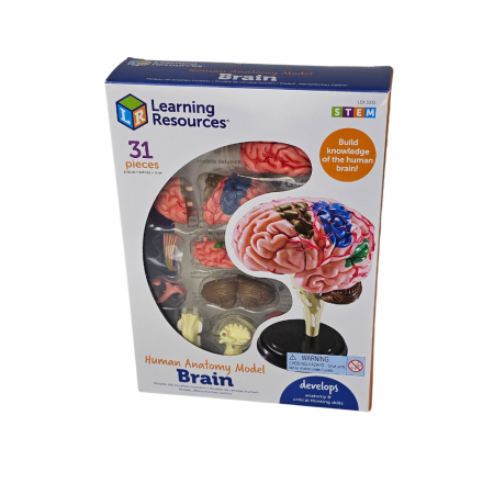 Macheta creierul uman [1]