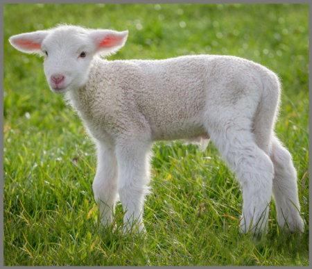 Proiector tip lanterna - Animalute dragalase [8]