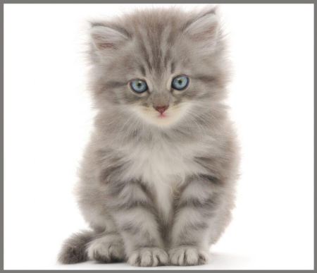 Proiector tip lanterna - Animalute dragalase [5]