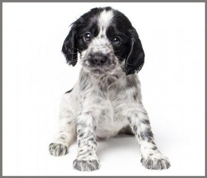 Proiector tip lanterna - Animalute dragalase [3]