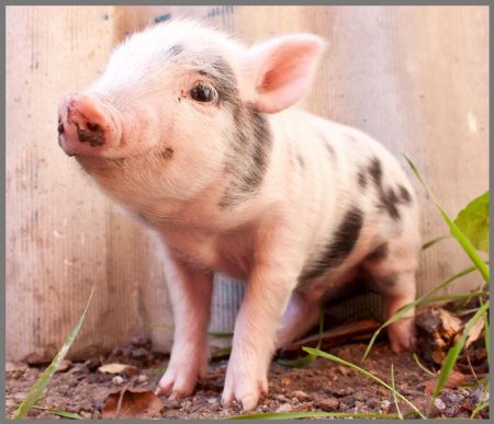 Proiector tip lanterna - Animalute dragalase [7]