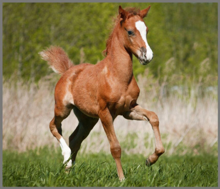 Proiector tip lanterna - Animalute dragalase [6]