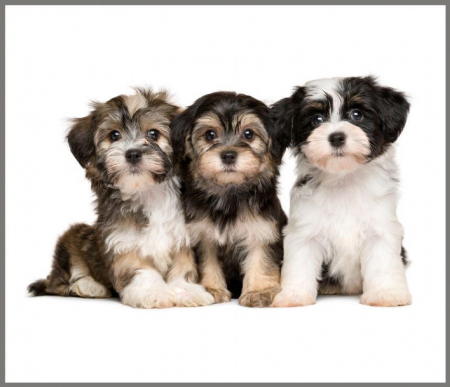 Proiector tip lanterna - Animalute dragalase [4]